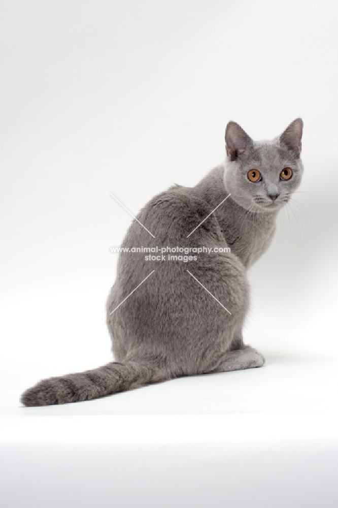 chartreux cat back view, white background