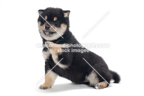 Shiba Inu puppy, black and tan colour, one leg up