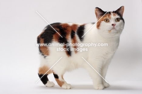 Tortoiseshell and White Manx cat in studio