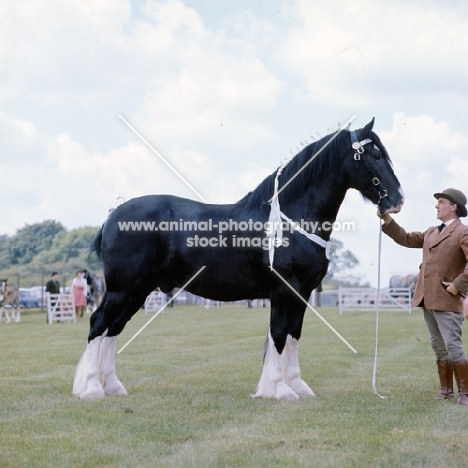 shire horse from youngs brewery at show