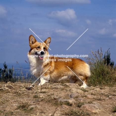 champion pembroke corgi standing on high ground