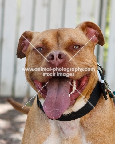 American Staffordshire Terrier portrait