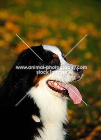 Bernese Mountain Dog profile