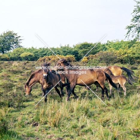 Exmoor mares and foals on Exmoor one mare bites a foal