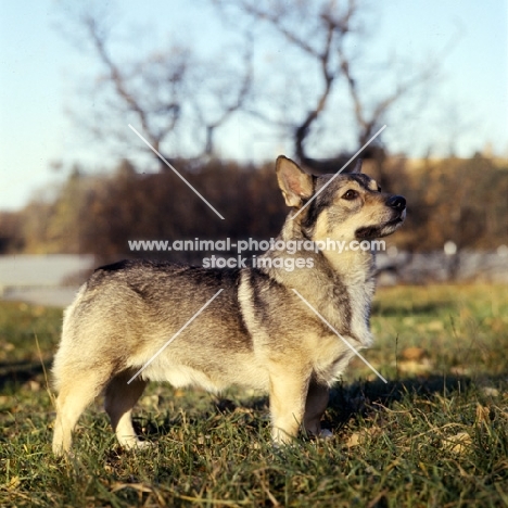 swedish vallhund in sweden, side view