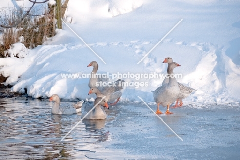 Steinbacher geese in winter