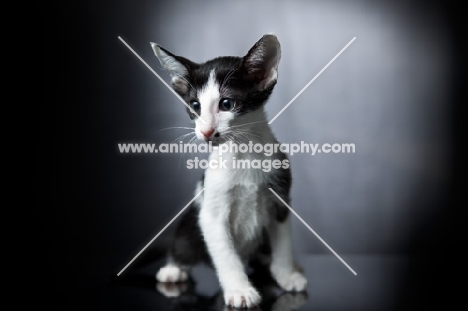 Peterbald kitten sitting and looking towards camera