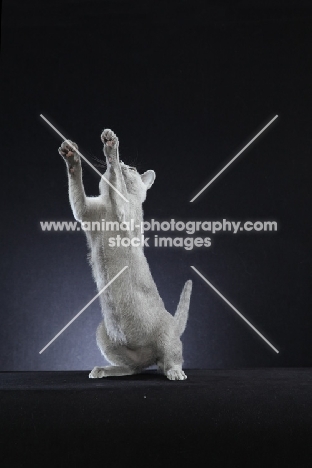 10 week old Russian Blue kitten, jumping up