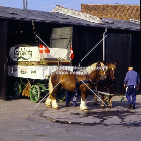 two jutland horses at carlsberg brewery stable, with dray,  preparing to make delivery in copenhagen