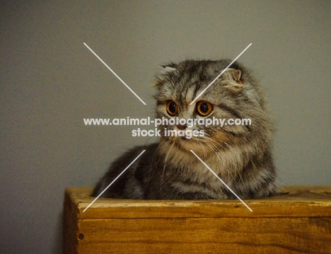 Scottish Fold in wooden box. 