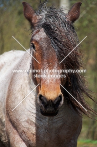 Belgian heavy horse, looking at camera