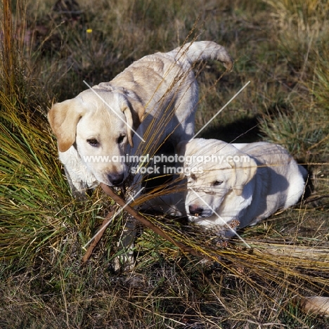 labrador pups lying and walking in grass