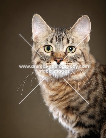 longhaired Pixie Bob cat portrait