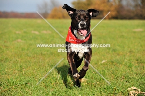 Mongrel running in field, wearing scarf