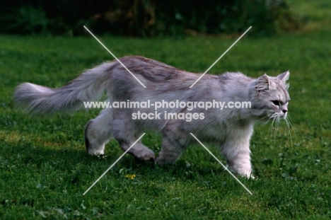silver smoke cat walking across a lawn
