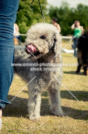 Bedlington Terrier on lead, licking lips