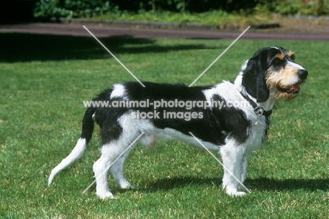 berner niederlaufhund wirehaired,