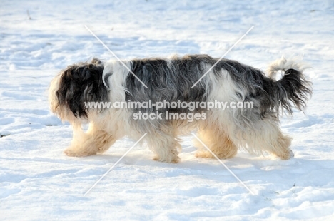 Polish Lowland Sheepdog, (also known as Nizinny)