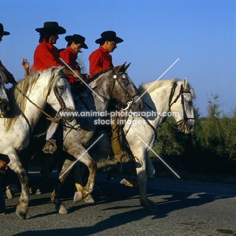 bandido, camargue ponies and gardiens escorting bull to bullring for games