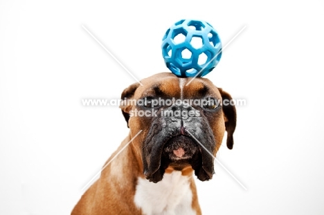 boxer balancing ball on head