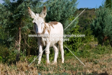donkey standing amongst greenery
