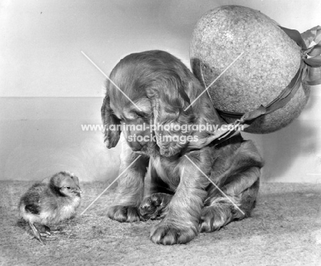 Cocker Spaniel puppy carrying an Easter egg, looking at chick