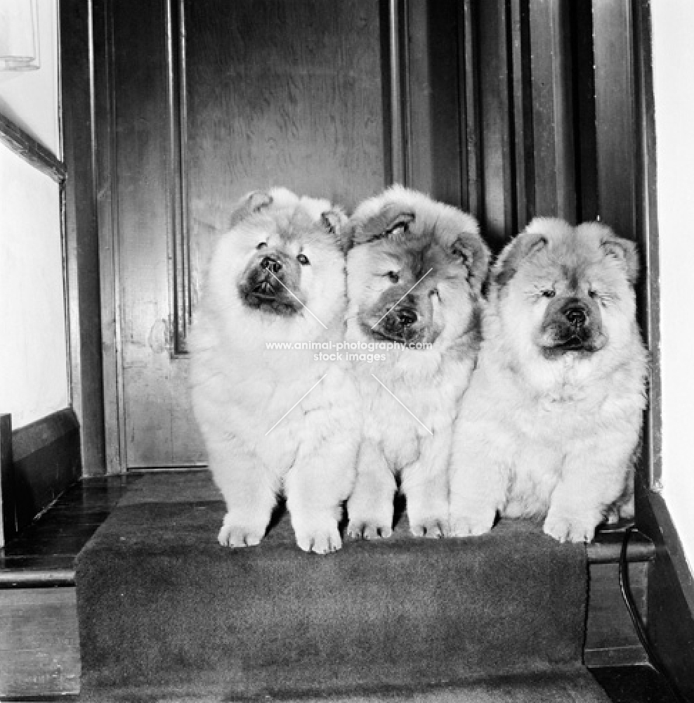 three chow pupppies