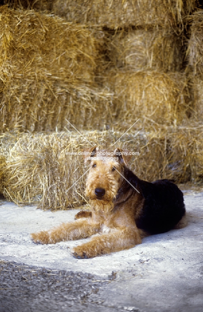 airedale terrier, ch jokyl gallipants, lying by straw stack