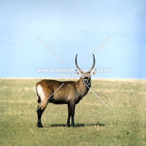 waterbuck looking at camera