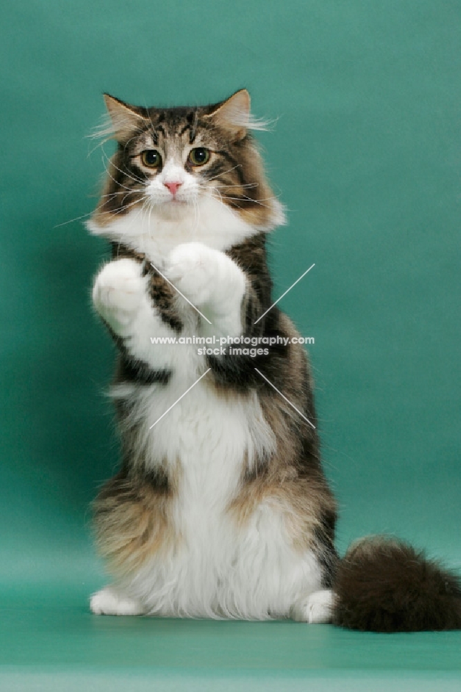 Norwegian Forest Cat standing on hind legs, on green background