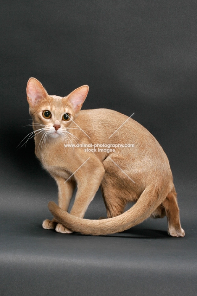 fawn Abyssinian on grey background, walking