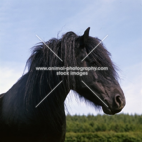 Dales Pony head 