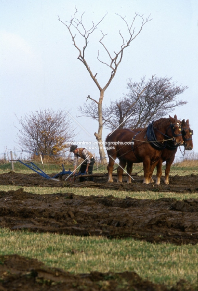 suffolk punch horses ploughing in competition at paul heiney's farm 