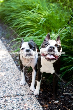 Two Boston Terriers outside in garden with eyes squinted in sunlight.