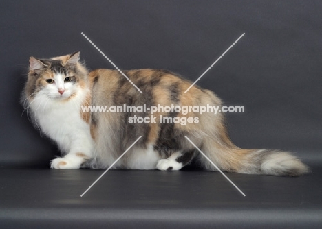 Blue Classic Torbie & White Norwegian Forest Cat