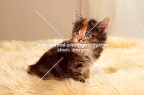 Maine Coon kitten on rug