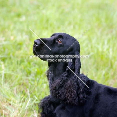 am ch pin oak's midnight lace cd,  portrait field spaniel in usa style coat