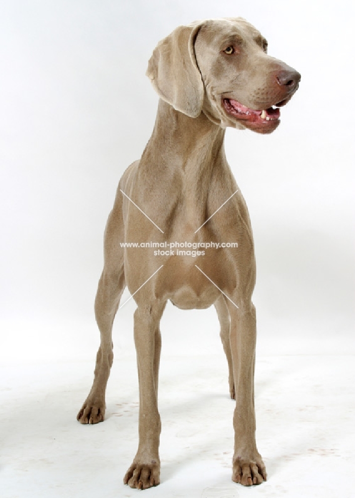 Australian Champion Weimaraner standing on white background