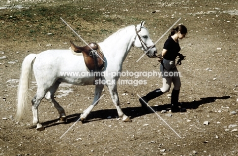 rider leading her lipizzaner at lipica