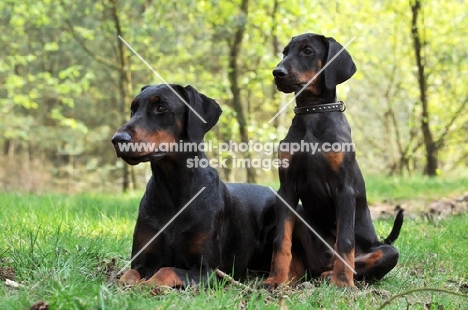 two Dobermann dogs, different ages