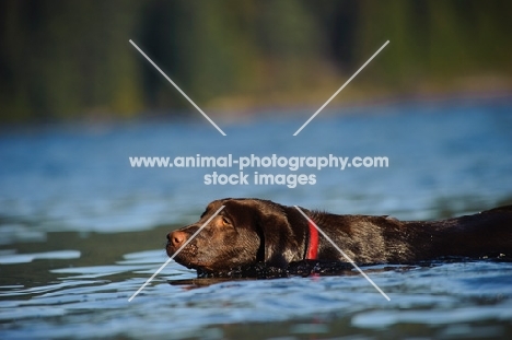 Chocolate Lab swimming in water.