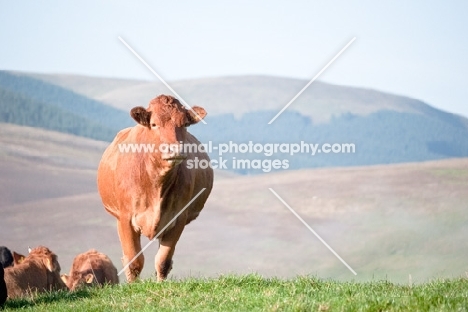 Limousin crossbred cow