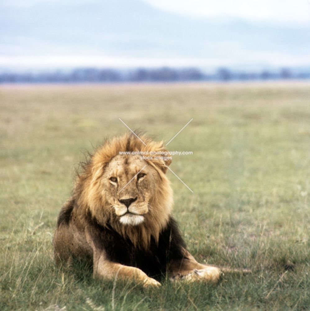handsome lion lying on grass in amboseli national  park 
