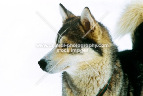 siberian husky at sled dog racing in bad mittendorf, austria