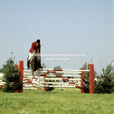 show jumper, 3 counties show ‘75