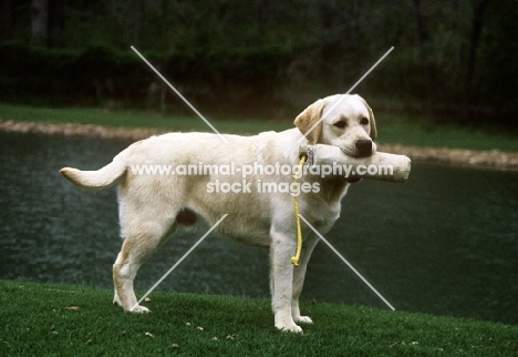 labrador retriever carrying a dummy