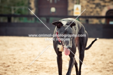 Greyhound panting