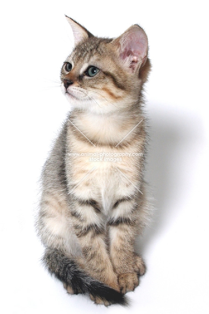 Chausie kitten on white background