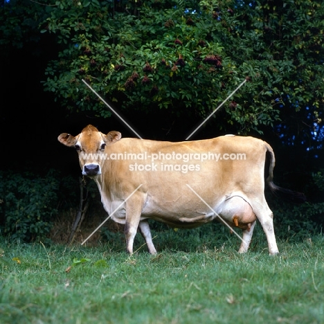 jersey cow looking interested