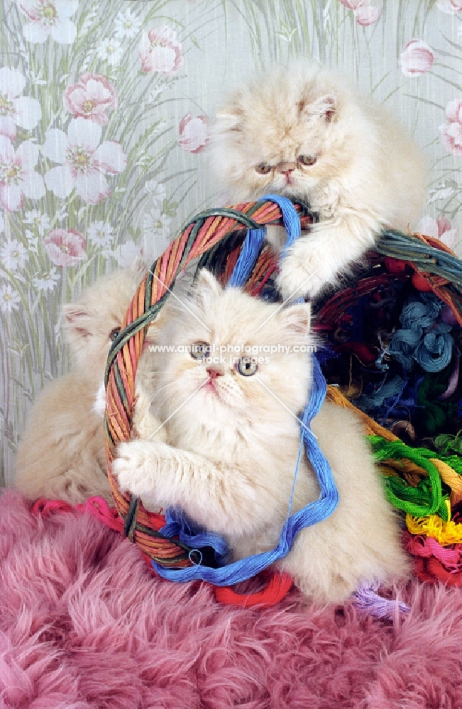 three cream cameo Persian kittens playing in a basket